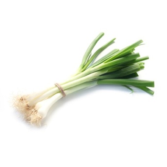 Cipolotto Bianco