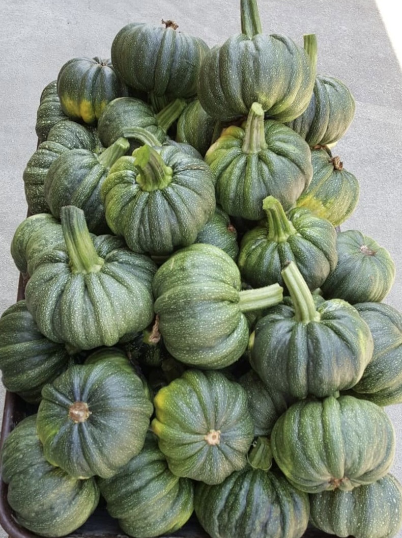 Zucchine a pasta gialla AMERICANEI