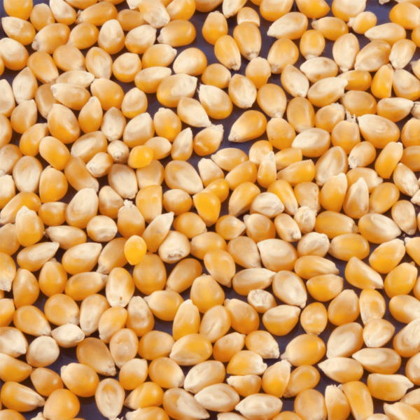 Mais Pop Corn