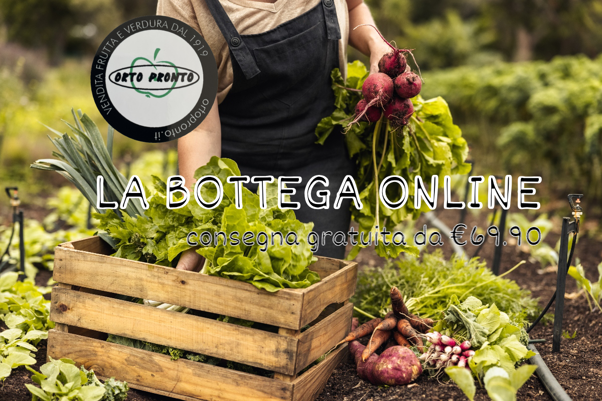 bottega online