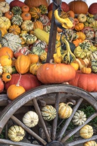 Zucca: la protagonista in cucina ad Ottobre
