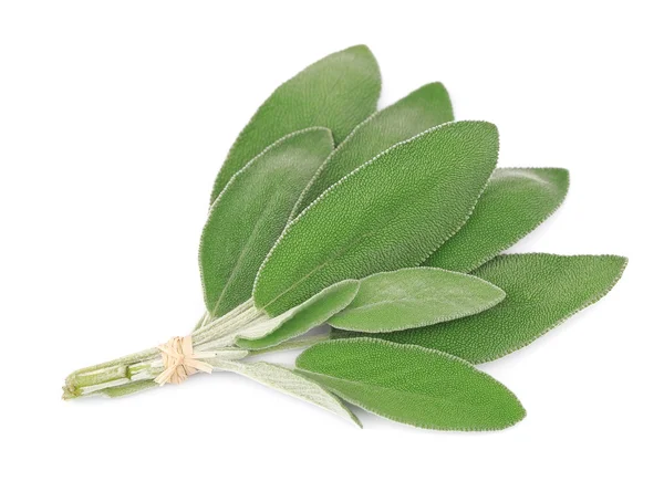 Salvia