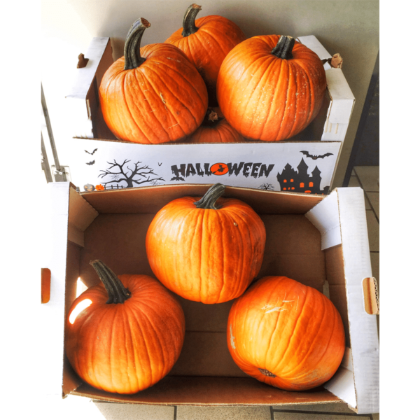 Zucca di Halloween